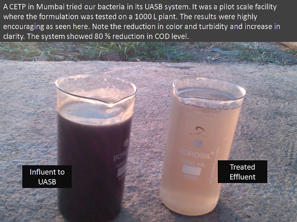 Bacteria for treating effluent using UASB